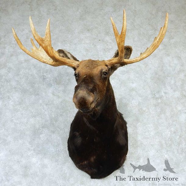Canadian Moose Shoulder Taxidermy Mount #13285 For Sale @ The Taxidermy Store