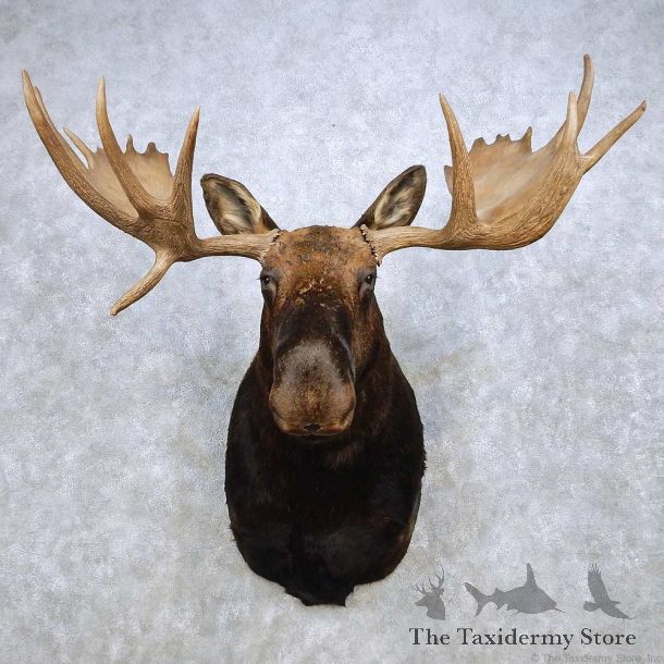 Moose Shoulder Mount For Sale #14239 @ The Taxidermy Store