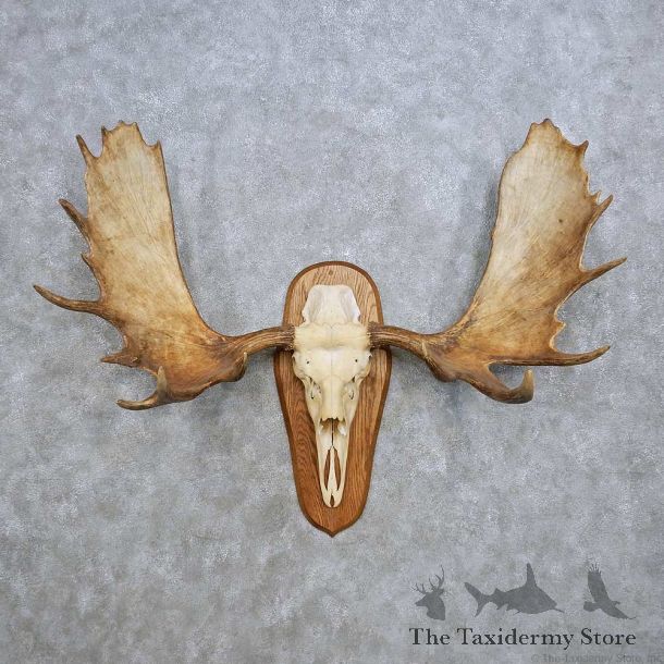 Moose Skull Antler European Taxidermy Mount For Sale #14440 @ The Taxidermy Store
