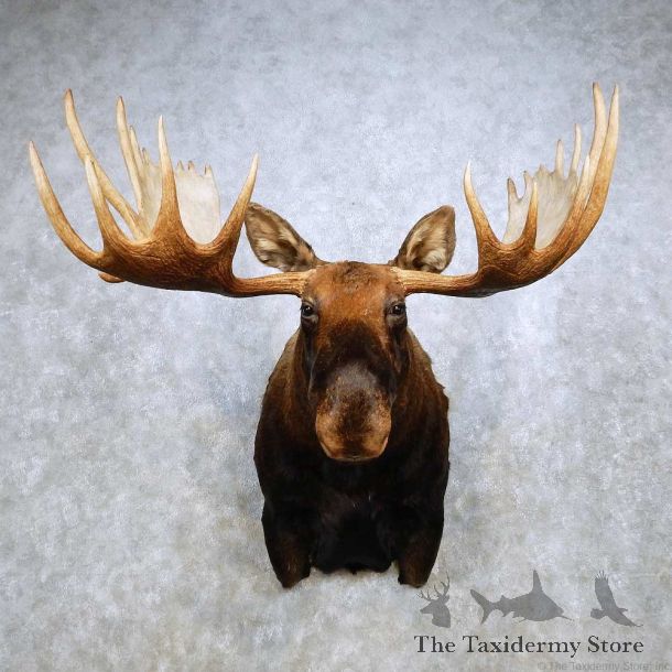Moose Taxidermy Shoulder Mount For Sale #14233 @ The Taxidermy Store