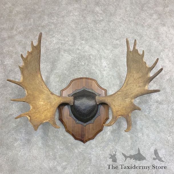 Moose Antler Plaque For Sale #21935 @ The Taxidermy Store
