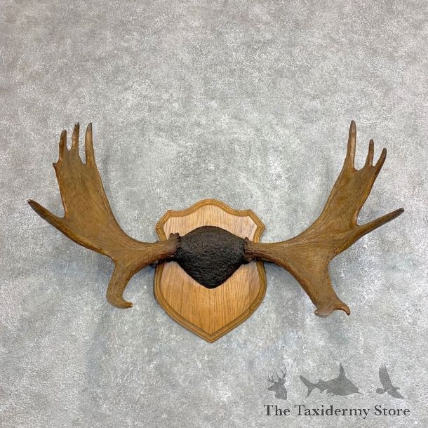 Moose Antler Plaque For Sale #21937 @ The Taxidermy Store