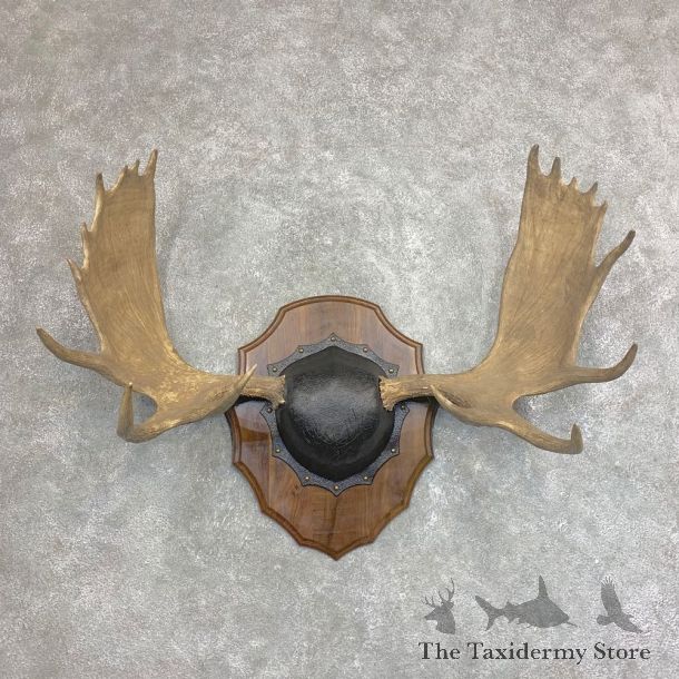 Moose Antler Plaque For Sale #21938 @ The Taxidermy Store