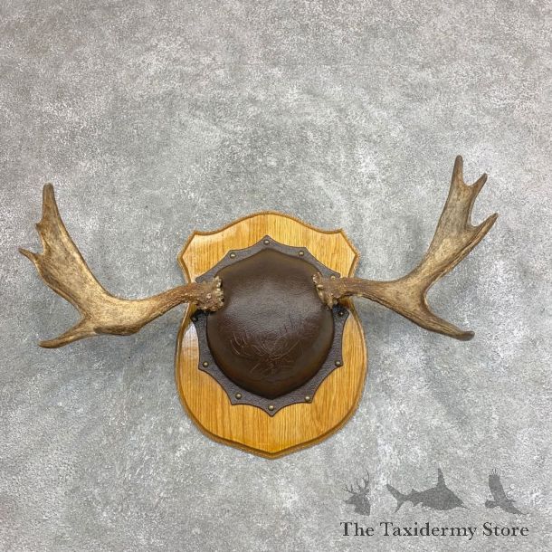 Moose Antler Plaque For Sale #21939 @ The Taxidermy Store
