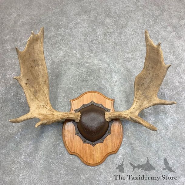 Moose Antler Plaque For Sale #21940 @ The Taxidermy Store