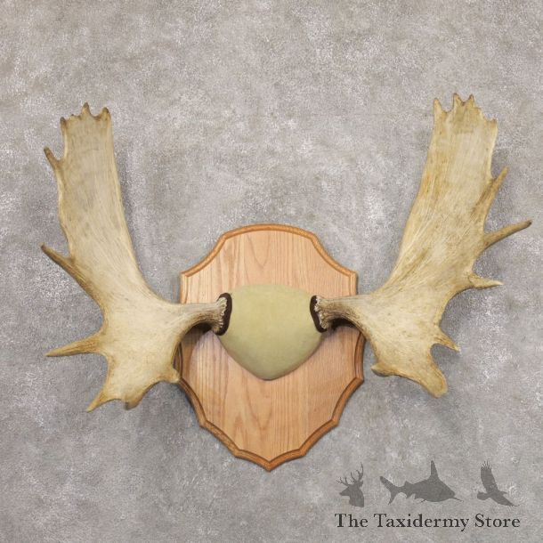 Moose Antler Plaque For Sale #22350 @ The Taxidermy Store