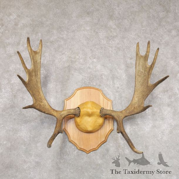 Mouse Antler Plaque For Sale #22353 @ The Taxidermy Store