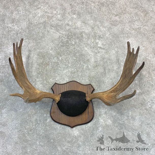 Moose Antler Plaque For Sale #23193 @ The Taxidermy Store