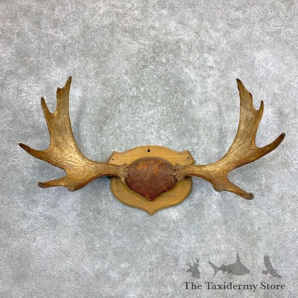 Moose Antler Plaque For Sale #23369 @ The Taxidermy Store