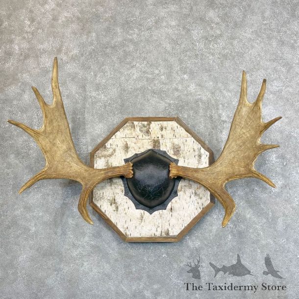 Moose Antler Plaque For Sale #24500 @ The Taxidermy Store
