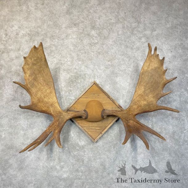 Moose Antler Plaque For Sale #24589 @ The Taxidermy Store