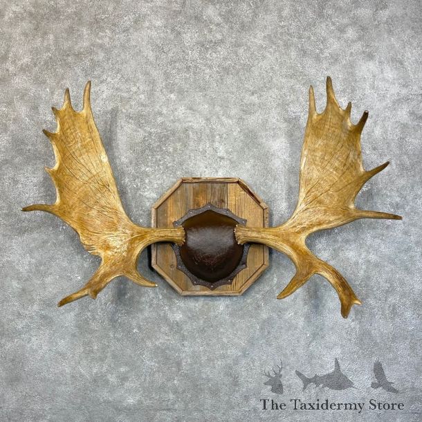 Moose Antler Plaque For Sale #24593 @ The Taxidermy Store
