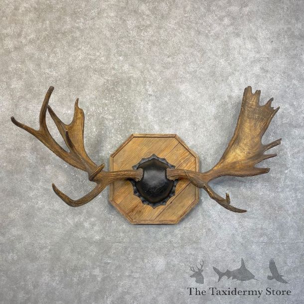 Moose Antler Plaque For Sale #24613 @ The Taxidermy Store
