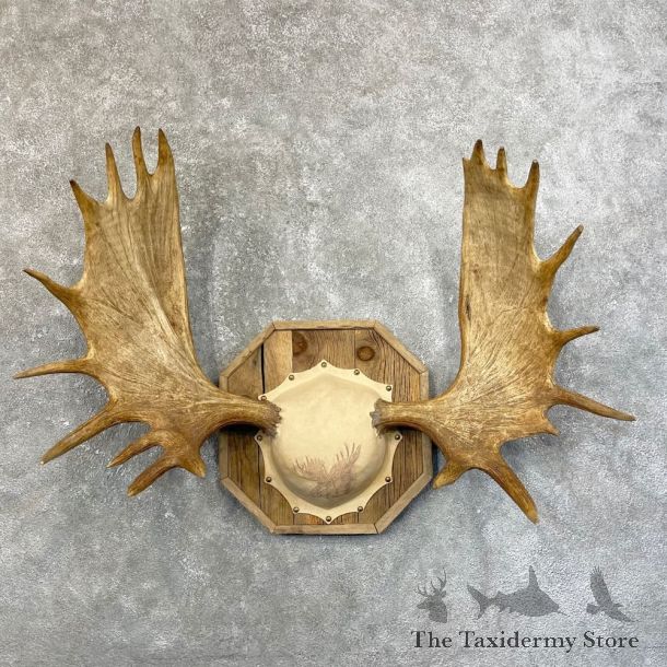 Moose Antler Plaque For Sale #24615 @ The Taxidermy Store
