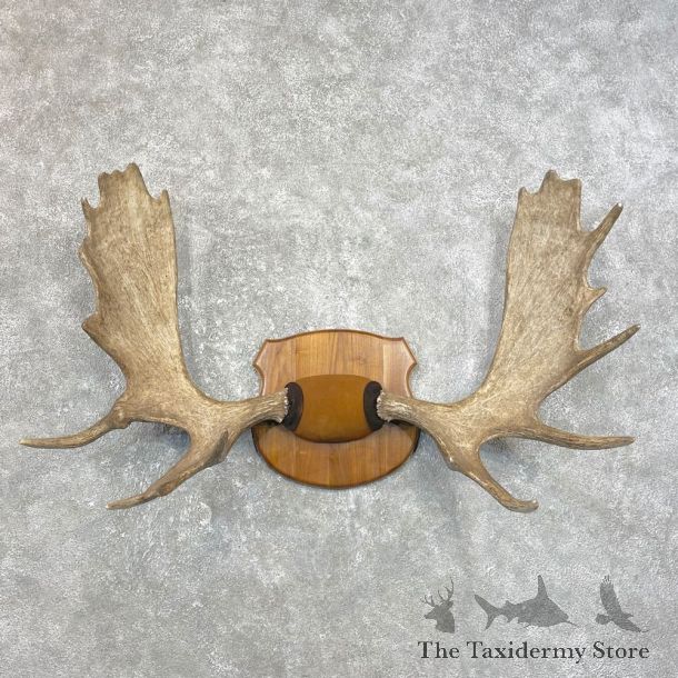 Moose Antler Plaque For Sale #25069 @ The Taxidermy Store