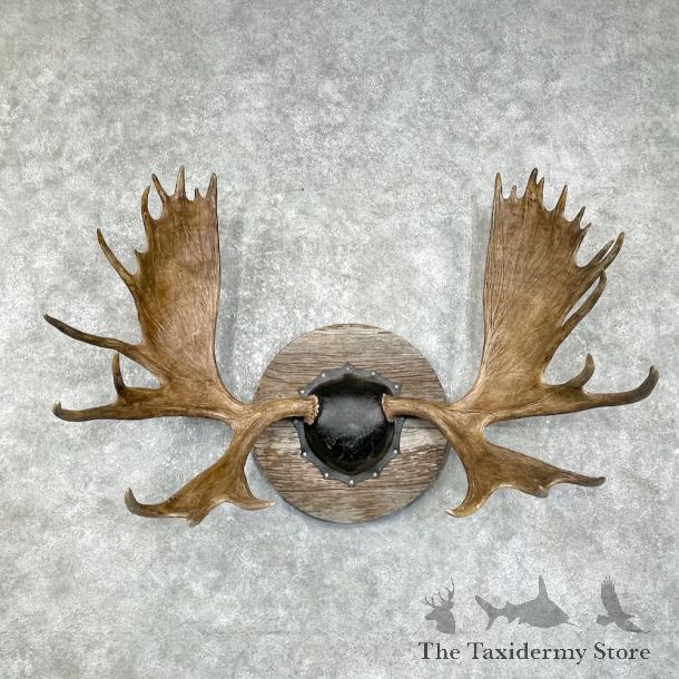 Moose Antler Plaque For Sale #25884 @ The Taxidermy Store