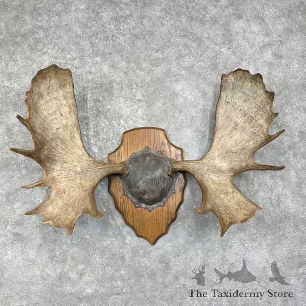 Moose Antler Plaque For Sale #25885 @ The Taxidermy Store