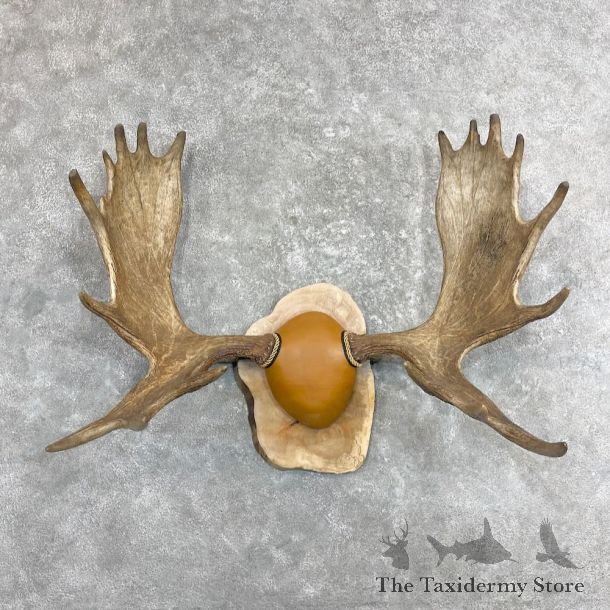 Moose Antler Plaque For Sale #27339 @ The Taxidermy Store