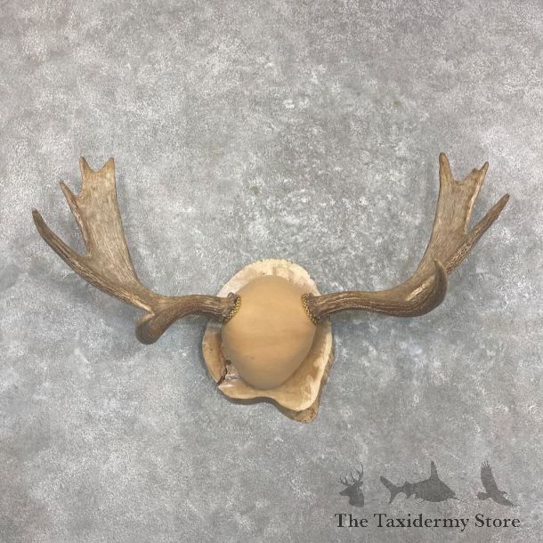 Moose Antler Plaque For Sale #27340 @ The Taxidermy Store