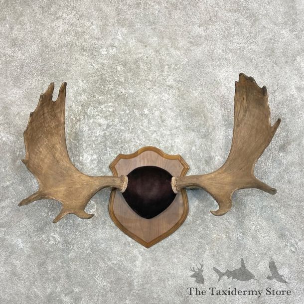 Moose Antler Plaque For Sale #27795 @ The Taxidermy Store