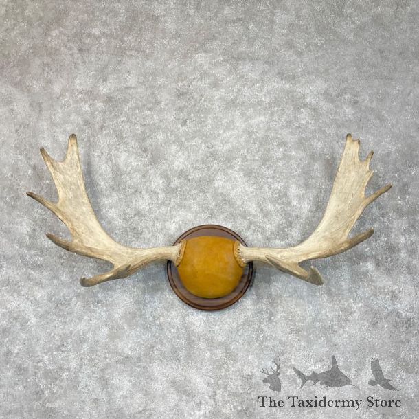Moose Antler Plaque For Sale #28338 @ The Taxidermy Store