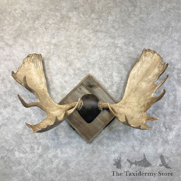 Moose Antler Plaque For Sale #28439 @ The Taxidermy Store