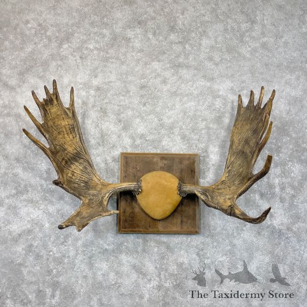 Western Canada Moose Antler Plaque For Sale #28693 @ The Taxidermy Store
