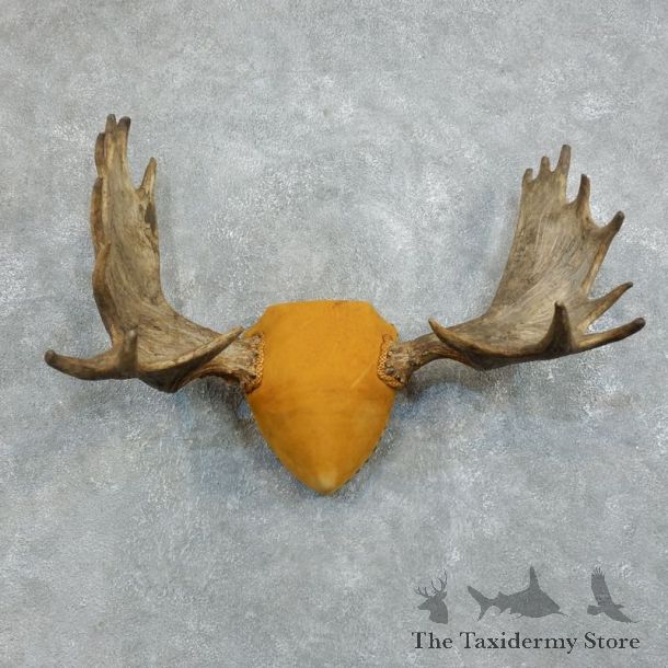 Moose Antler Plaque Mount For Sale #18372 @ The Taxidermy Store