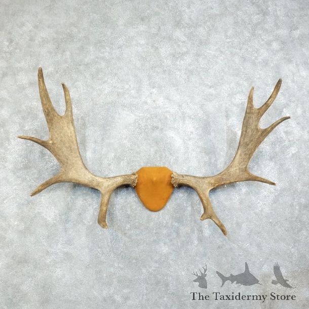 Moose Antler Plaque Mount For Sale #18373 @ The Taxidermy Store