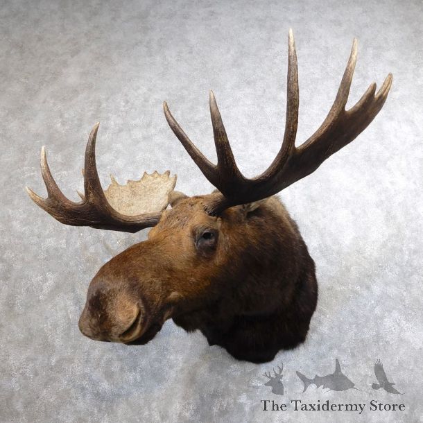 Western Canada Moose Shoulder Mount For Sale #18643 @ The Taxidermy Store