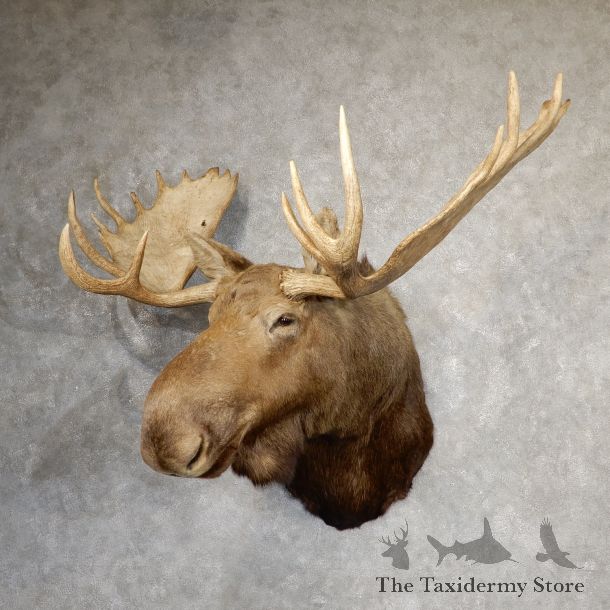Moose Shoulder Mount For Sale #19050 @ The Taxidermy Store