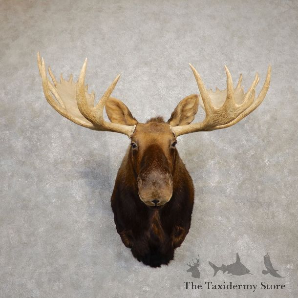 Western Canada Moose Shoulder Mount For Sale #19936 @ The Taxidermy Store