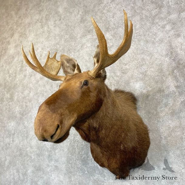 Moose Shoulder Mount For Sale #24747 @ The Taxidermy Store
