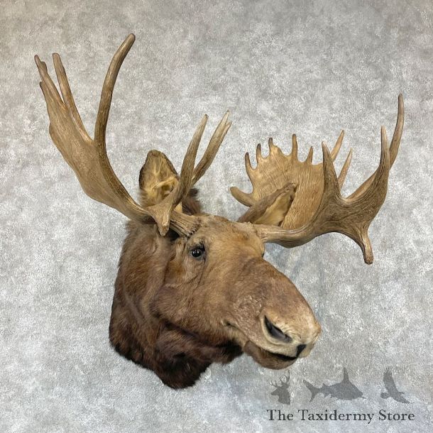Moose Shoulder Mount For Sale #26208 @ The Taxidermy Store