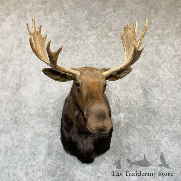 Moose Shoulder Mount For Sale #26474 @ The Taxidermy Store
