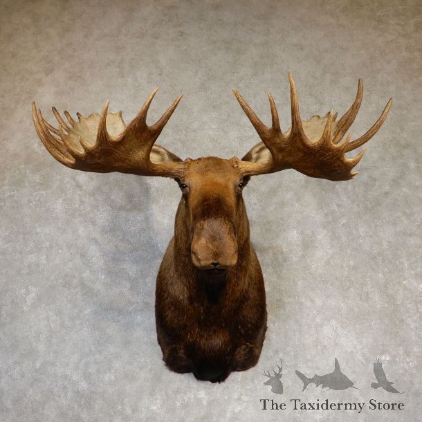 Moose Shoulder Taxidermy Mount For Sale #20216 - The Taxidermy Store