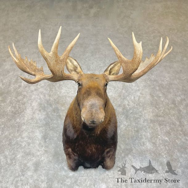 Moose Shoulder Taxidermy Mount For Sale #25404 - The Taxidermy Store