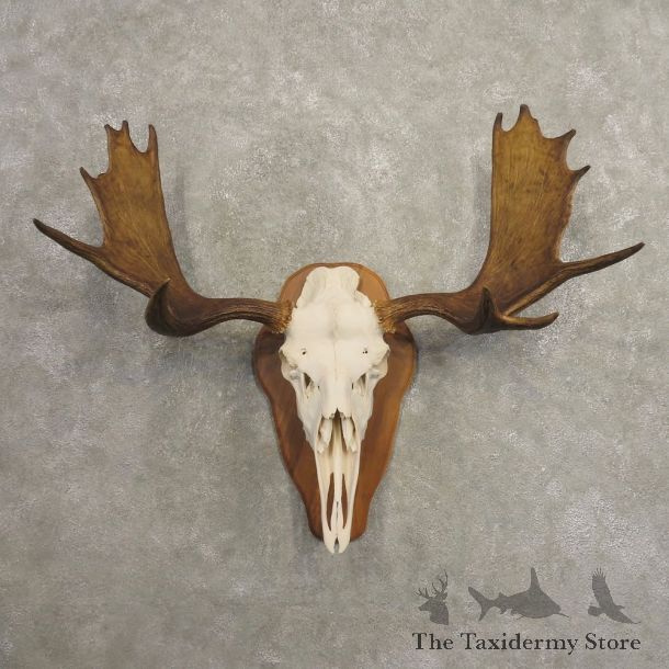 Moose Skull European Mount For Sale #20489 @ The Taxidermy Store