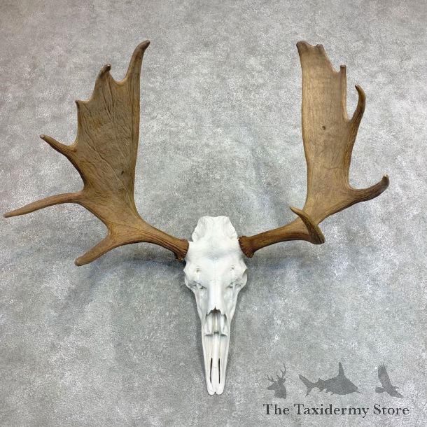 Moose Skull European Mount For Sale #21952 @ The Taxidermy Store
