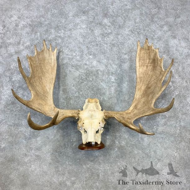 Moose Skull European Mount For Sale #23313 @ The Taxidermy Store
