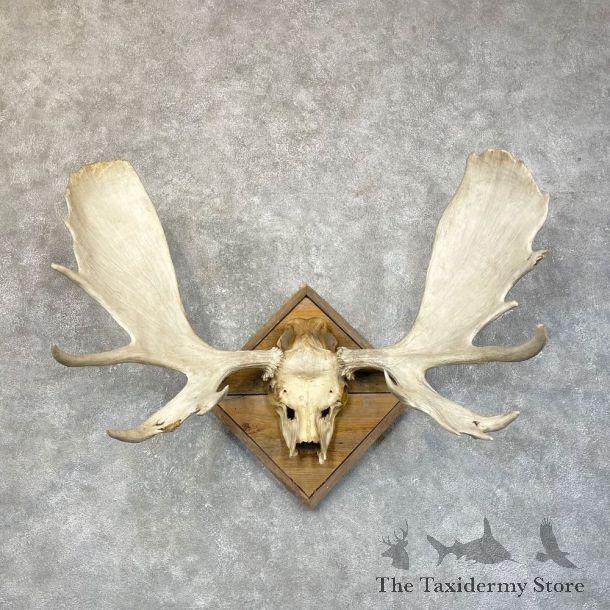 Moose Skull European Mount For Sale #24592 @ The Taxidermy Store