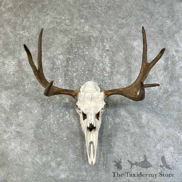 Moose Skull European Mount For Sale #25211 @ The Taxidermy Store