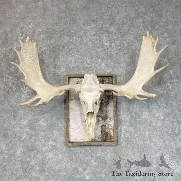 Moose Skull European Mount For Sale #25371 @ The Taxidermy Store