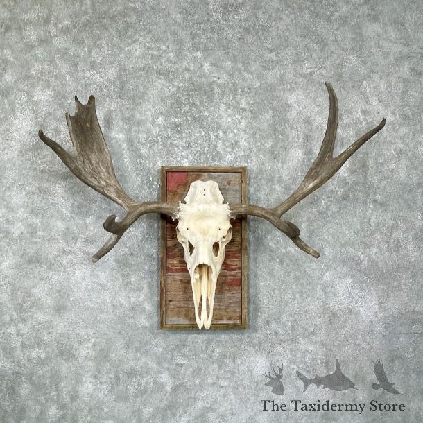 Moose Skull European Mount For Sale #25483 @ The Taxidermy Store