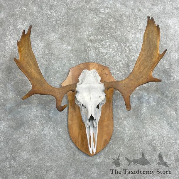 Moose Skull European Mount For Sale #27347 @ The Taxidermy Store