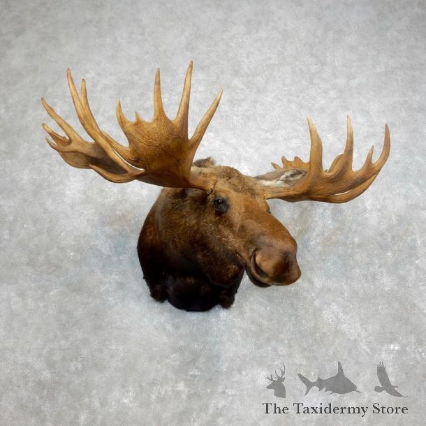 Moose Shoulder Mount For Sale #17973 @ The Taxidermy Store