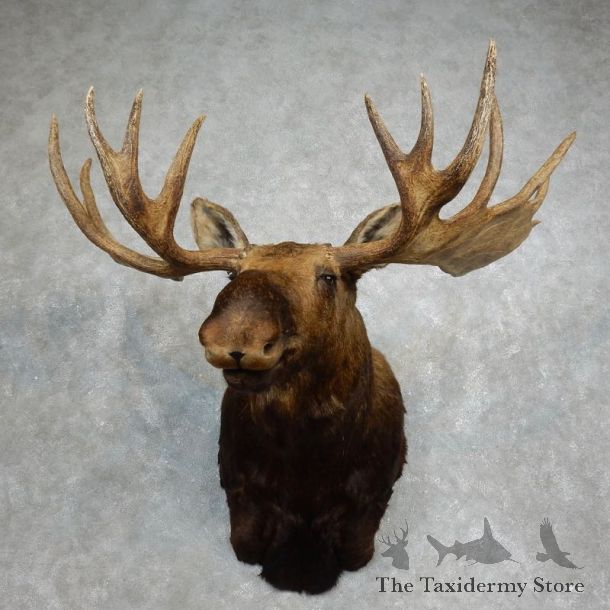 Moose Shoulder Mount For Sale #17974 @ The Taxidermy Store
