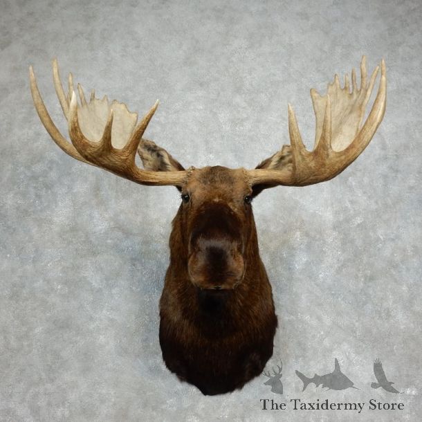 Moose Shoulder Mount For Sale #17976 @ The Taxidermy Store