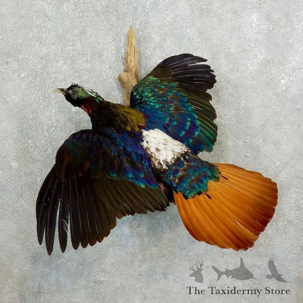 Himalayan Monal Pheasant Life Size Standing Taxidermy Mount #17672 For Sale @ The Taxidermy Store
