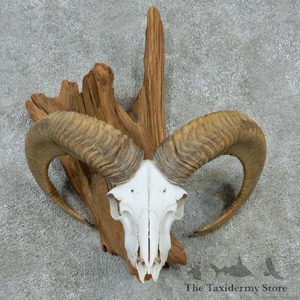 Ram Skull & Horns Taxidermy Mount #13220 For Sale @ The Taxidermy Store
